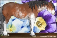 Horse Color:Bay Sabino 