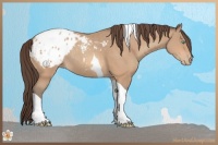 Horse Color:Sable Champagne Tobiano Blanket Rabicano 