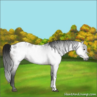 Horse Color:Gray Bay Appaloosa 