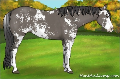 Horse Color:Smoky Grullo Sabino 