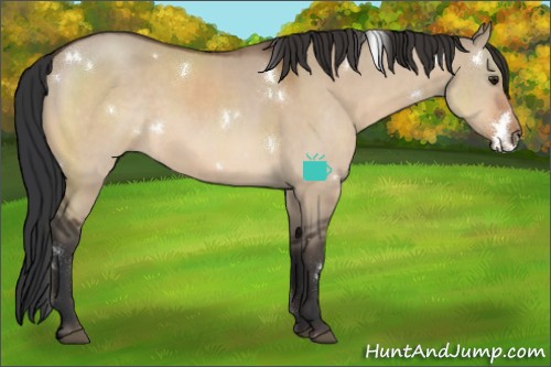Horse Color:White Spotted Bay Dun