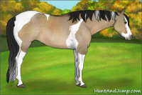 Horse Color:Gray Brown Dun Splash Tobiano
