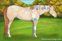 Horse Color:White Spotted Buckskin Pearl Tobiano