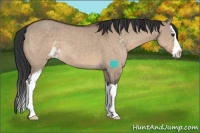 Horse Color:Brown Dun Sabino Splash