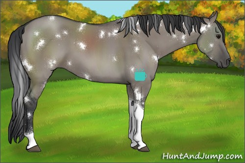 Horse Color:White Spotted Grullo Tobiano 