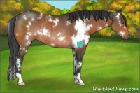 Horse Color:White Spotted Brown Rabicano 
