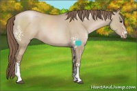Horse Color:White Spotted Grullo Pearl Sabino 