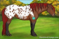 Horse Color:Painted Buckskin Blanket 