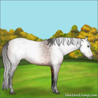 Horse Color:Gray Bay 