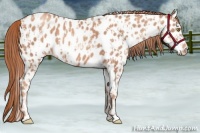 Horse Color:Gold Champagne Appaloosa  and Gold Champagne Appaloosa 