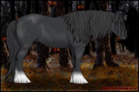 Horse Color:Black 