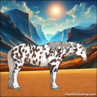 Horse Color:White Spotted Silver Brown Sabino Appaloosa 