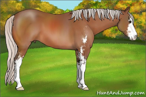 Horse Color:Silver Bay Sabino 