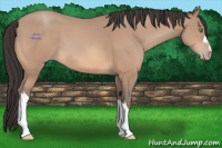 Horse Color:Sable Champagne 