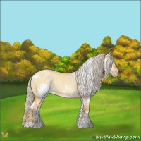 Horse Color:White Spotted Gold Cream Champagne Dun 