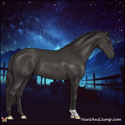 Horse Color:Smoky Black 
