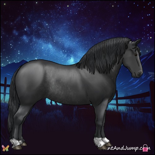 Horse Color:Black Rabicano 