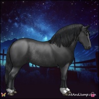 Horse Color:Black Rabicano 