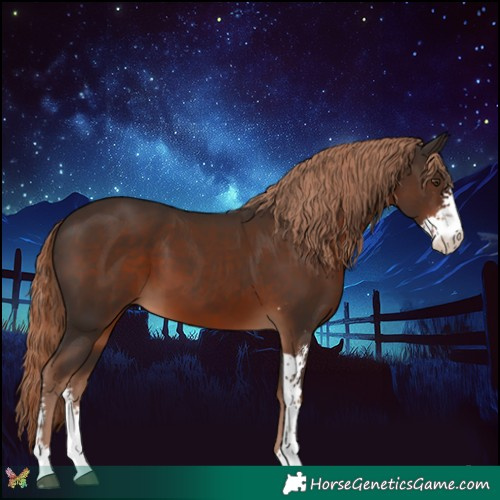 Horse Color:Liver Chestnut Sabino 