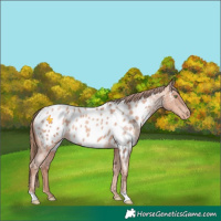Horse Color:Gold Champagne Roan Near Leopard 