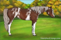 Horse Color:White Spotted Silver Brown 