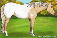 Horse Color:Palomino Dun Appaloosa 