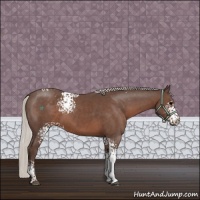 Horse Color:White Spotted Silver Black 
