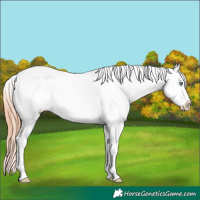 Horse Color:Amber Champagne Roan Dun Appaloosa 