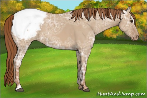 Horse Color:Red Dun Ice Sabino Appaloosa 