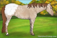 Horse Color:Red Dun Ice Sabino Appaloosa 