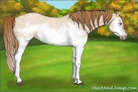 Horse Color:Red Dun Roan Splash Frame Rabicano 