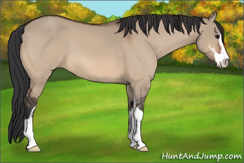 Horse Color:Bay Dun Sabino 