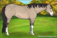 Horse Color:Bay Dun Sabino 