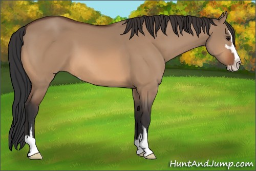 Horse Color:Bay Dun Sabino 
