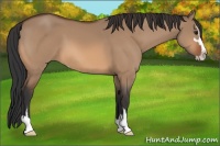 Horse Color:Bay Dun Sabino