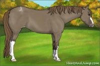 Horse Color:Smoky Grullo Appaloosa 