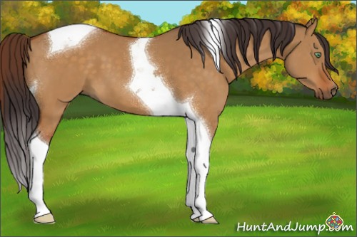 Horse Color:Buckskin Dun Tobiano 