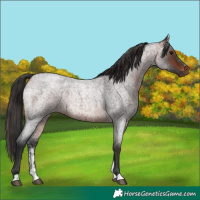 Horse Color:Bay Roan Sabino Rabicano