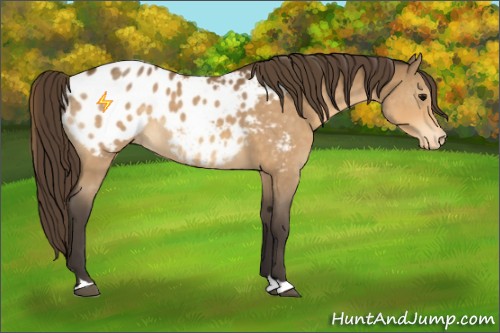 Horse Color:Buckskin Appaloosa