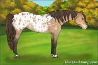 Horse Color:Buckskin Blanket 