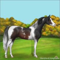 Horse Color:Brown Sabino Splash Tobiano