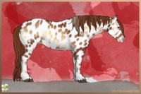 Horse Color:Red Onyx Appaloosa Rabicano 