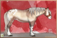 Horse Color:Silver Brown Roan Onyx Appaloosa 