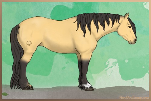 Horse Color:Buckskin