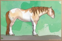Horse Color:Bay Pearl Onyx Tobiano Rabicano 