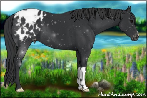 Horse Color:Black Appaloosa 