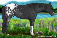 Horse Color:Black Appaloosa 