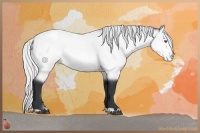 Horse Color:Silver Bay Chinchilla Snowcap Rabicano 