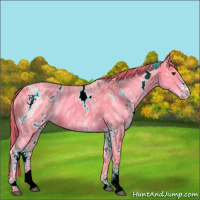 Horse Color:ERROR: UNKNOWN ANOMALY