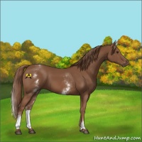 Horse Color:White Spotted Chestnut Sabino 